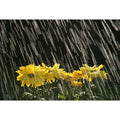 Rain on Yellow Daisies Canvas Art - Natural Selection Craig Tuttle Design Pics (36 X 24)